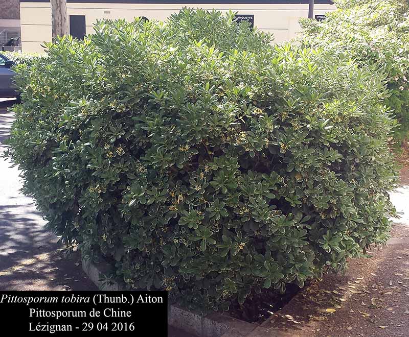Pittosporum tobira (Thunb.) Aiton, 1811 #45045