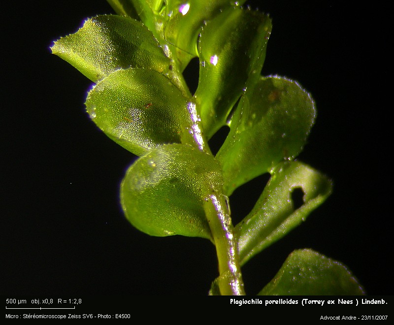 Plagiochila porelloides (Torrey ex Nees ) Lindb. #909
