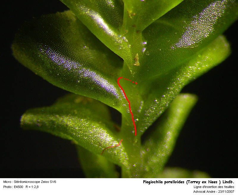 Plagiochila porelloides (Torrey ex Nees ) Lindb. #910