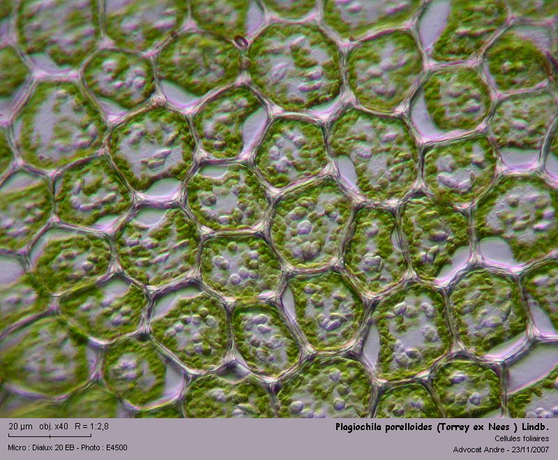 Plagiochila porelloides (Torrey ex Nees ) Lindb. #923