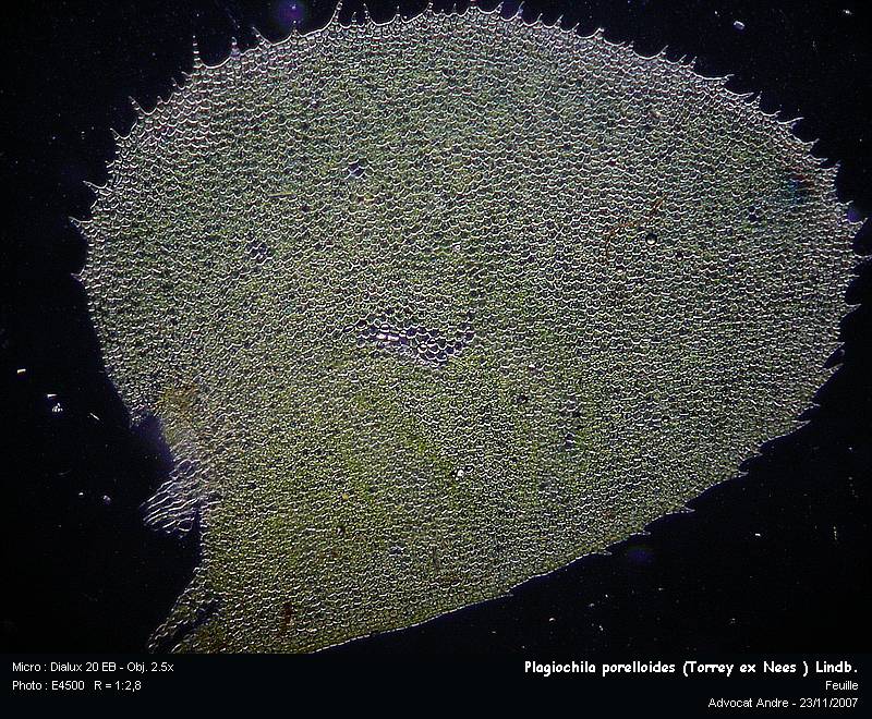 Plagiochila porelloides (Torrey ex Nees ) Lindb. #921