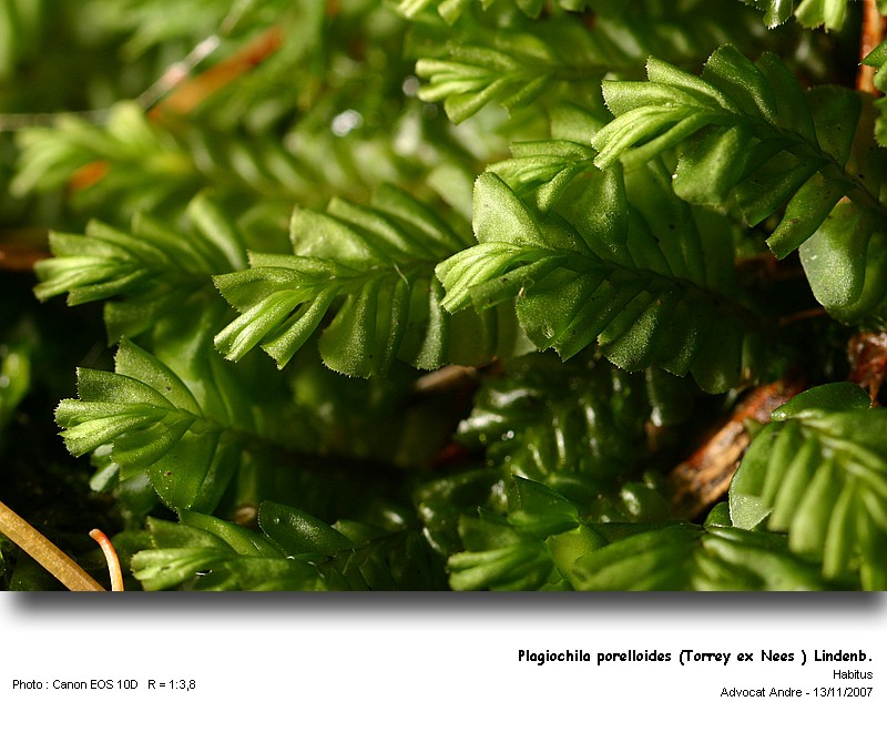 Plagiochila porelloides (Torrey ex Nees ) Lindb. #907