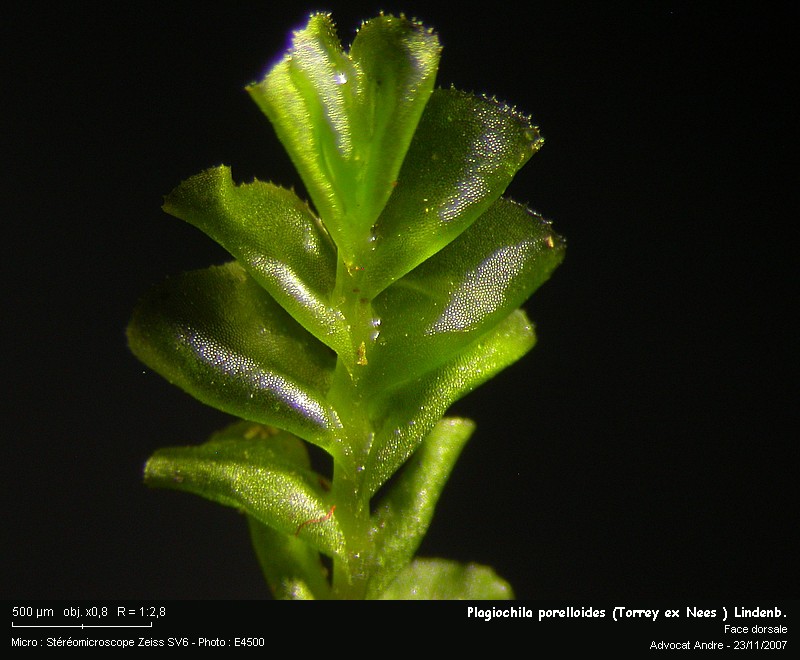 Plagiochila porelloides (Torrey ex Nees ) Lindb. #908