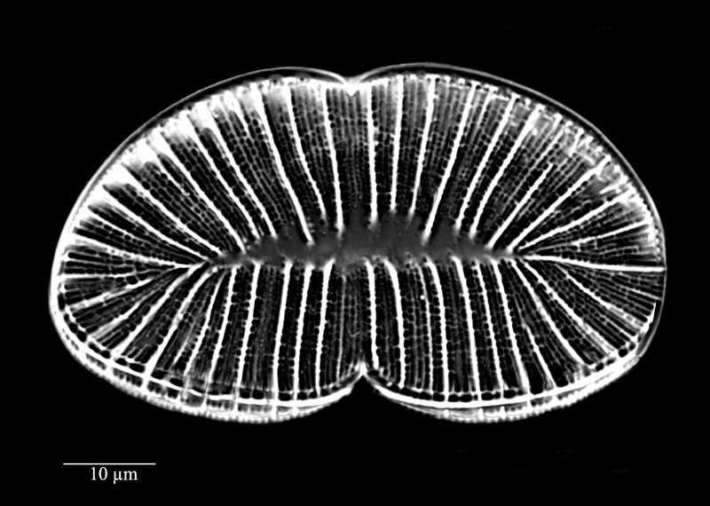 Plagiodiscus martensianus #73989
