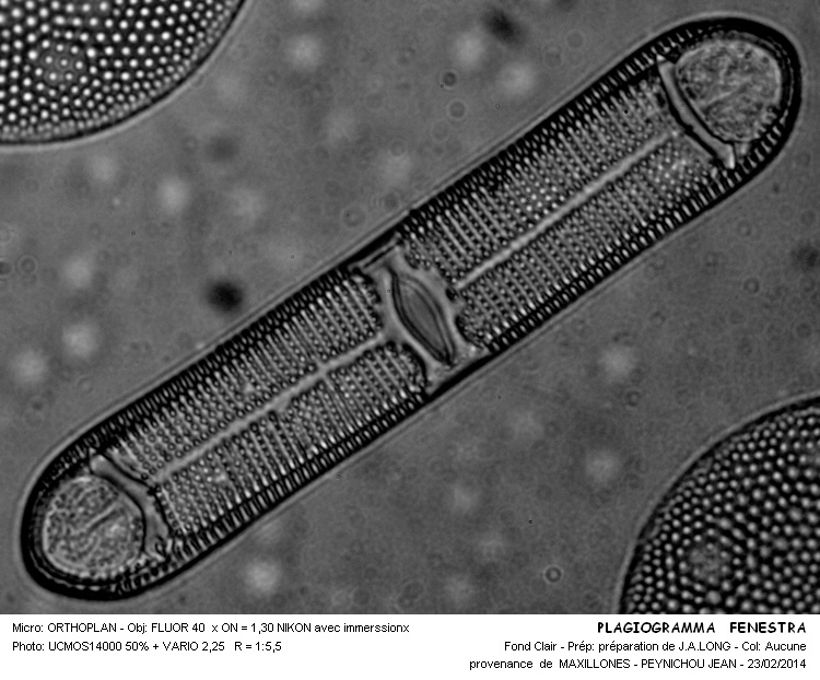 PLAGIOGRAMMA FENESTRA #36458