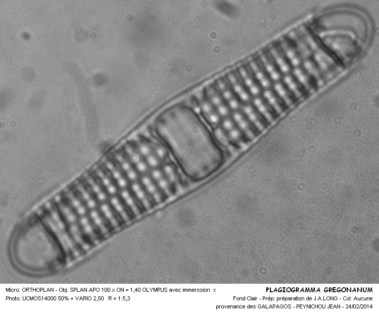 PLAGIOGRAMMA GREGONANUM #36486