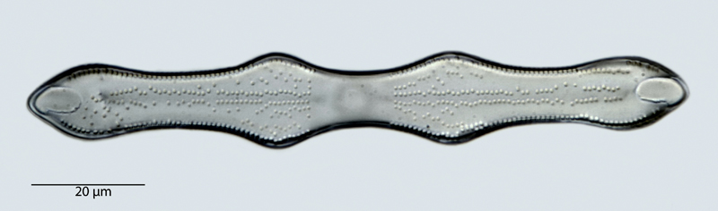 Plagiogramma neogradense #40852