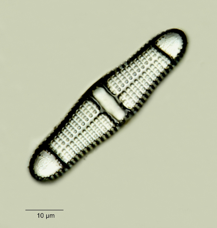 Plagiogramma validum Grev. #18647