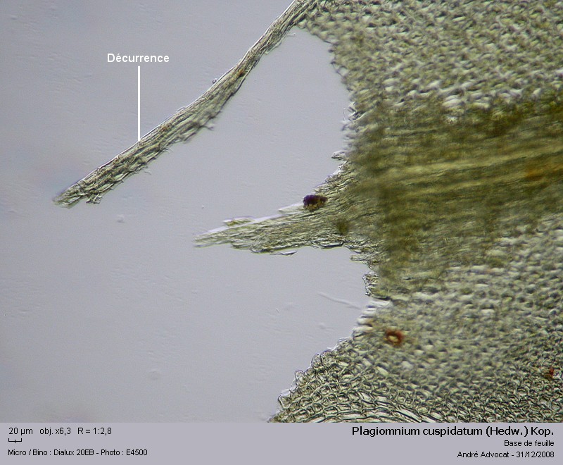 Plagiomnium cuspidatum (Hedw.) Kop. #7548