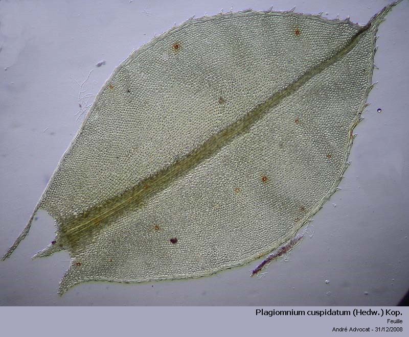 Plagiomnium cuspidatum (Hedw.) Kop. #7546