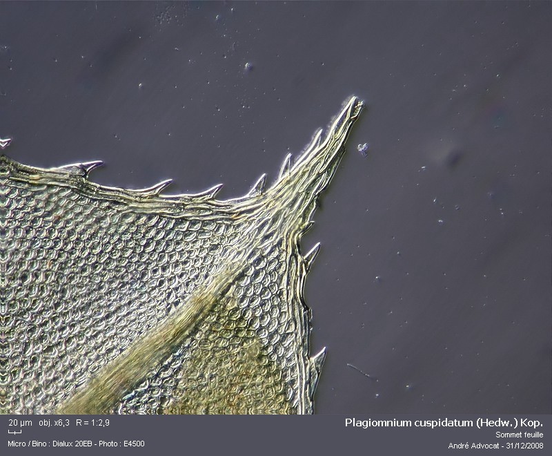 Plagiomnium cuspidatum (Hedw.) Kop. #7556
