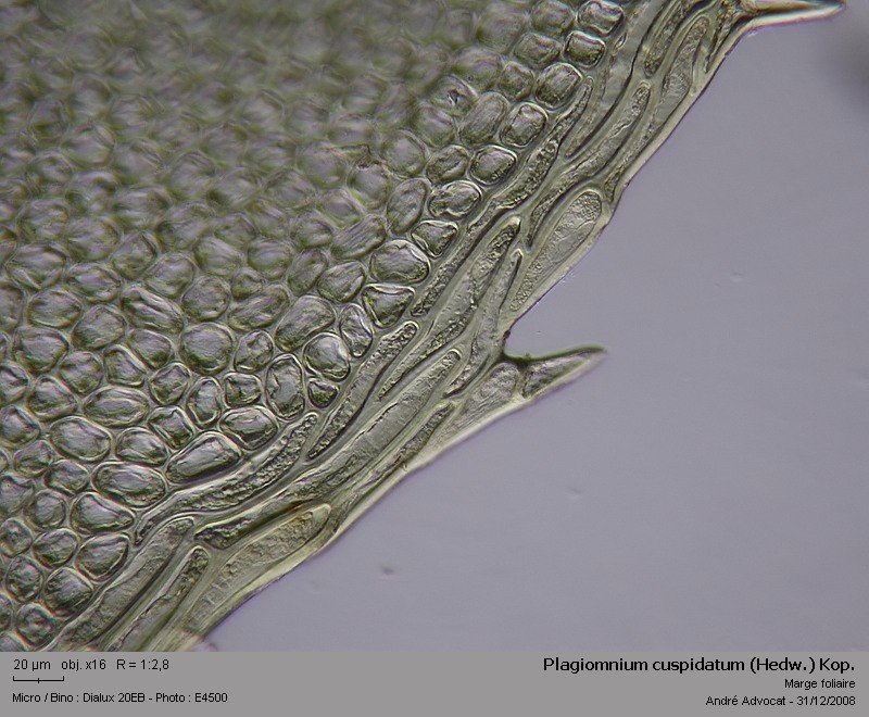Plagiomnium cuspidatum (Hedw.) Kop. #7557