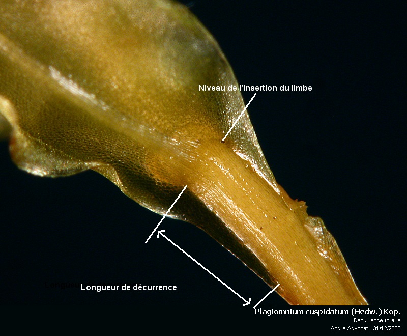 Plagiomnium cuspidatum (Hedw.) Kop. #7547