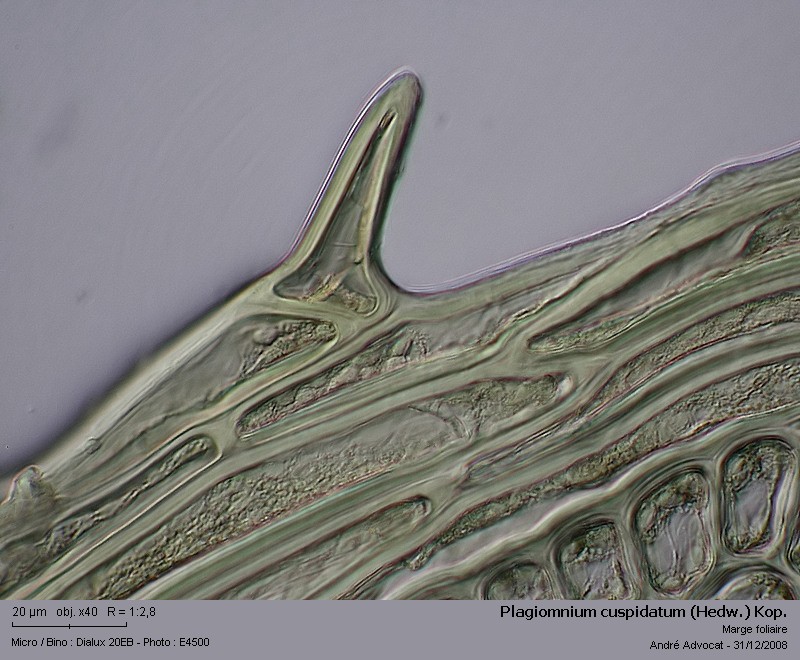 Plagiomnium cuspidatum (Hedw.) Kop. #7558