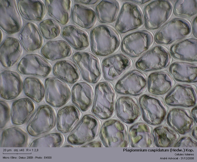 Plagiomnium cuspidatum (Hedw.) Kop. #7559