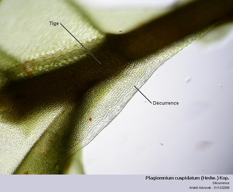Plagiomnium cuspidatum (Hedw.) Kop. #7549