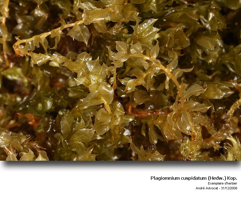 Plagiomnium cuspidatum (Hedw.) Kop. #7545