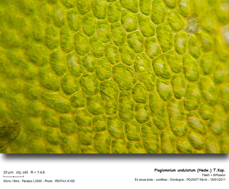 Plagiomnium undulatum (Hedw.) T.Kop. #20086