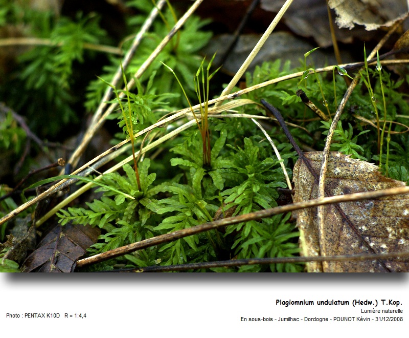 Plagiomnium undulatum (Hedw.) T.Kop. #20088