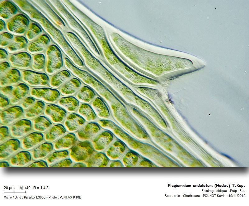 Plagiomnium undulatum (Hedw.) T.Kop. #28944