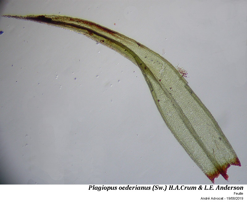 Plagiopus oederianus (Sw.) H.A.Crum & L.E. Anderson #60317