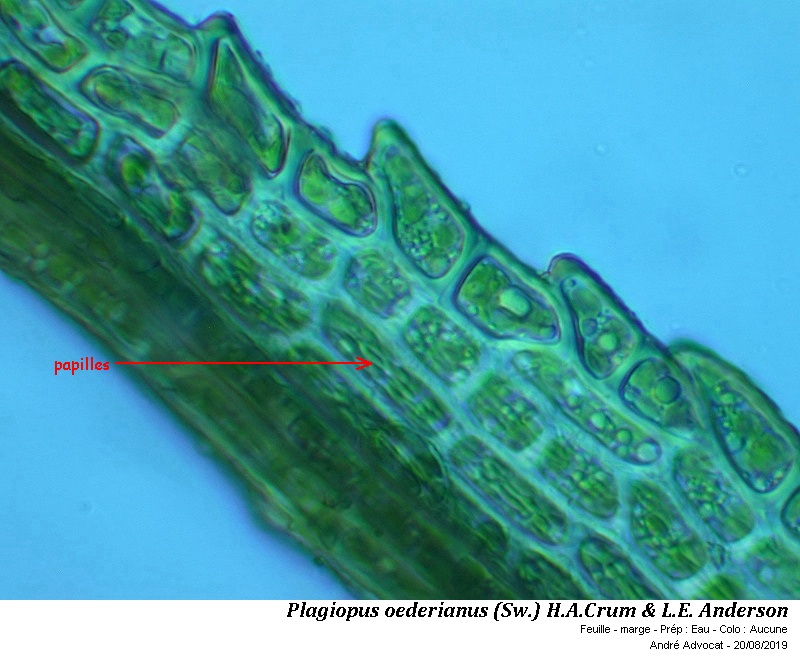 Plagiopus oederianus (Sw.) H.A.Crum & L.E. Anderson #60386