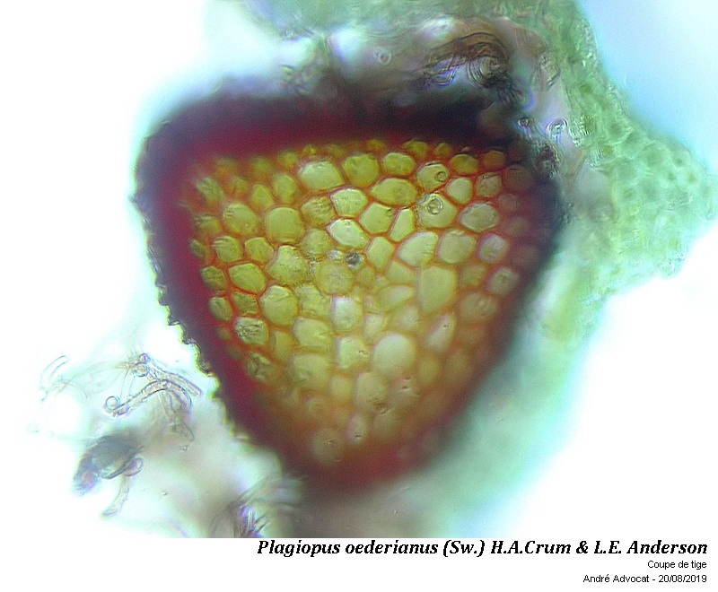 Plagiopus oederianus (Sw.) H.A.Crum & L.E. Anderson #60388