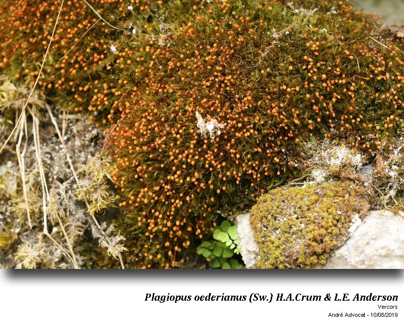 Plagiopus oederianus (Sw.) H.A.Crum & L.E. Anderson #60310
