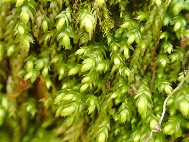 Plagiothecium cavifolium (Brid.) Z.Iwats. #62241
