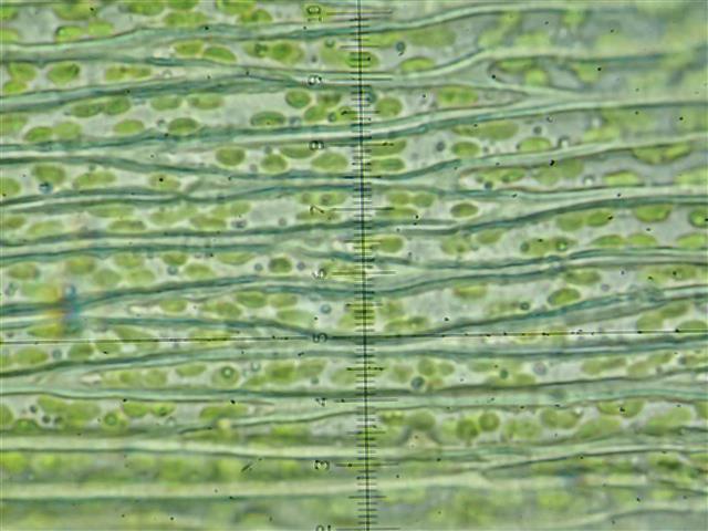Plagiothecium cavifolium (Brid.) Z.Iwats. #62245
