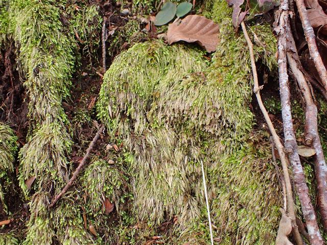 Plagiothecium cavifolium (Brid.) Z.Iwats. #62240