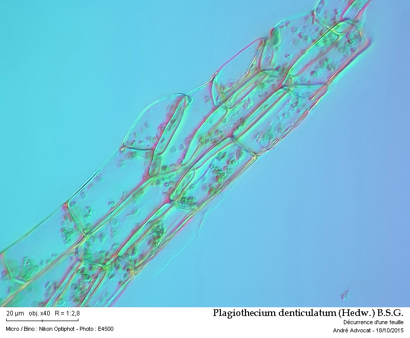 Plagiothecium denticulatum (Hedw.) B.S.G. #42454