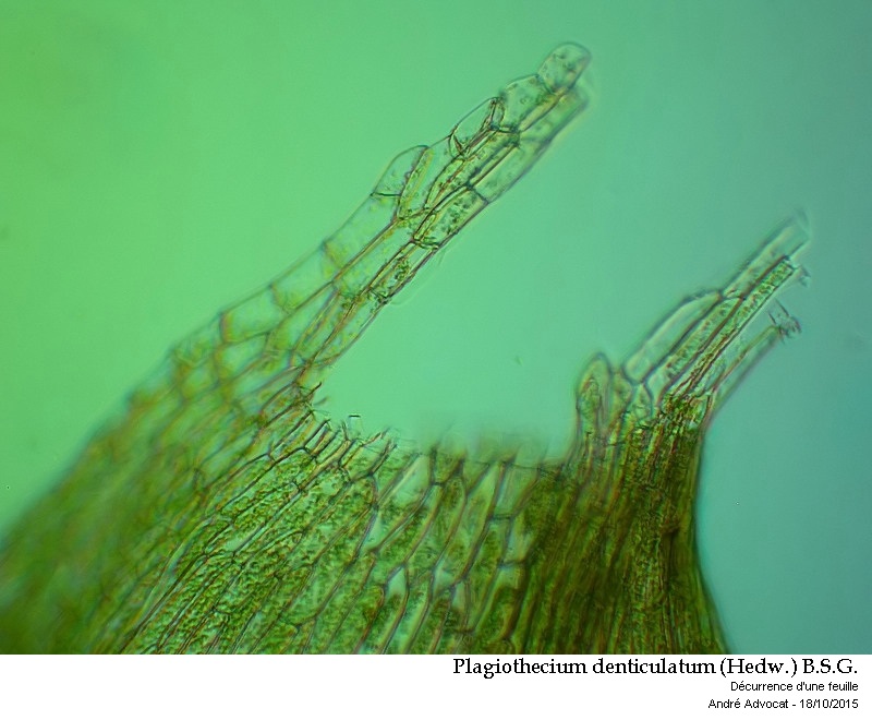 Plagiothecium denticulatum (Hedw.) B.S.G. #42453