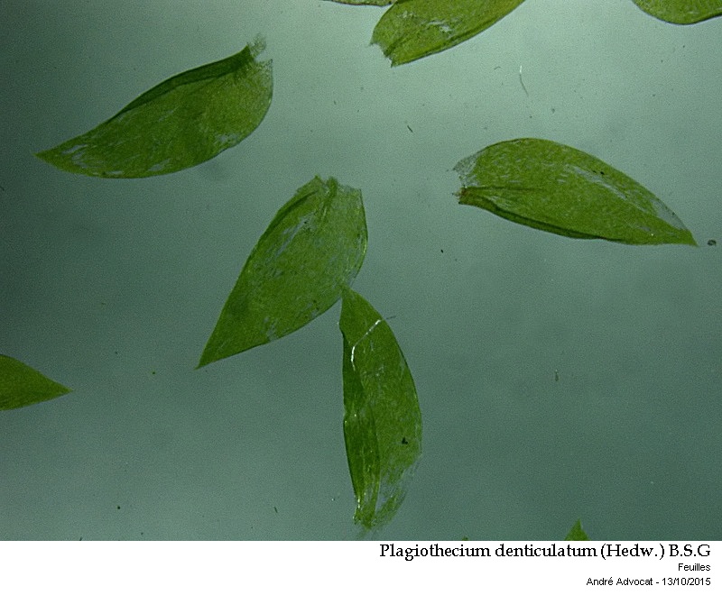 Plagiothecium denticulatum (Hedw.) B.S.G. #42451