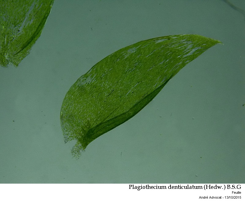 Plagiothecium denticulatum (Hedw.) B.S.G. #42452