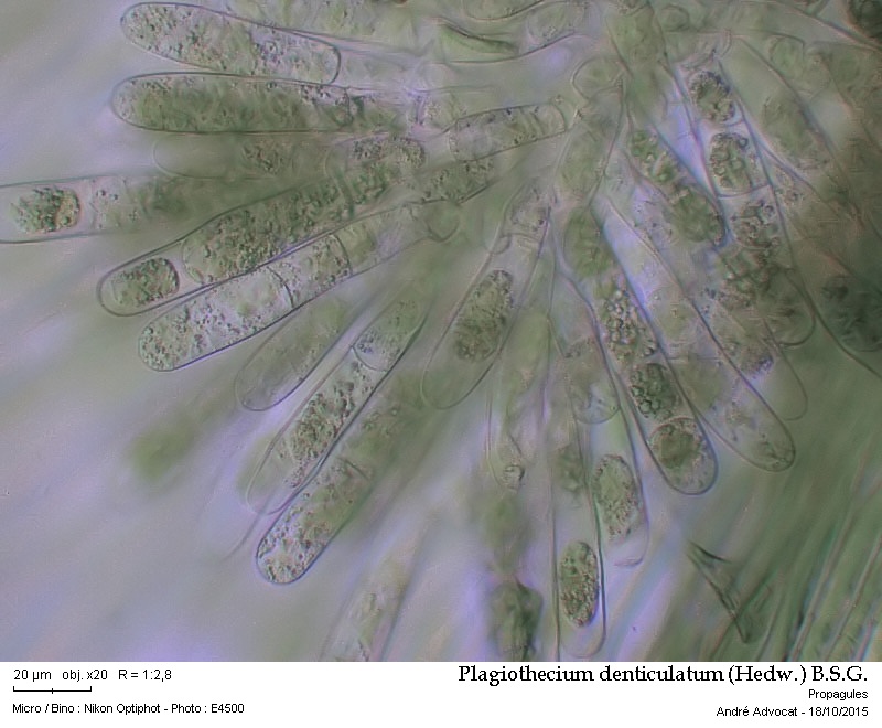 Plagiothecium denticulatum (Hedw.) B.S.G. #42456