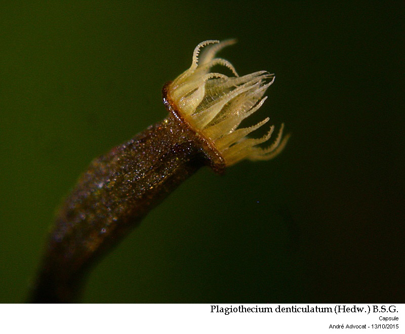 Plagiothecium denticulatum (Hedw.) B.S.G. #42457
