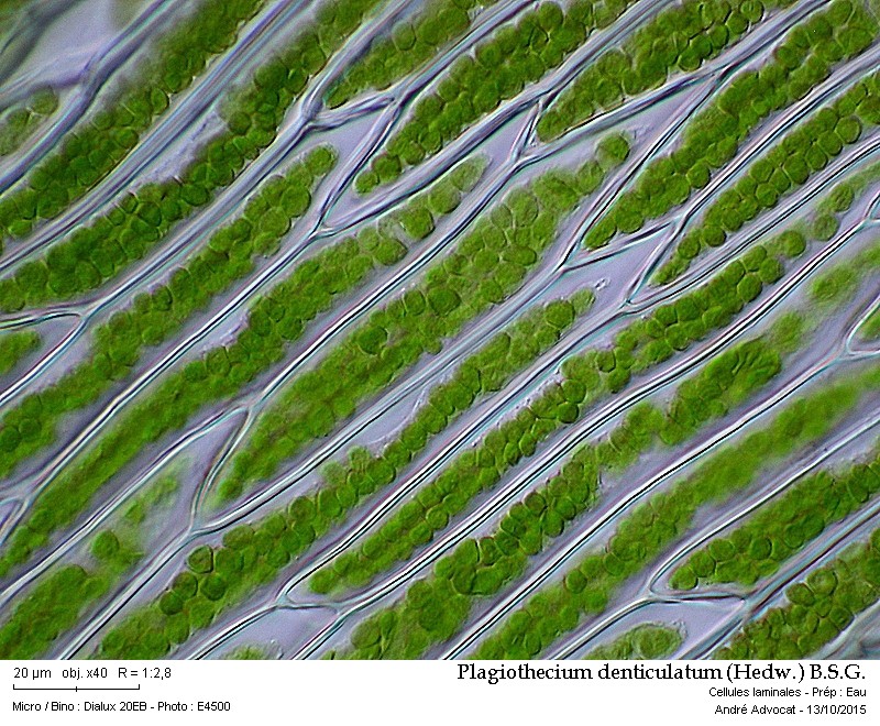 Plagiothecium denticulatum (Hedw.) B.S.G. #42455