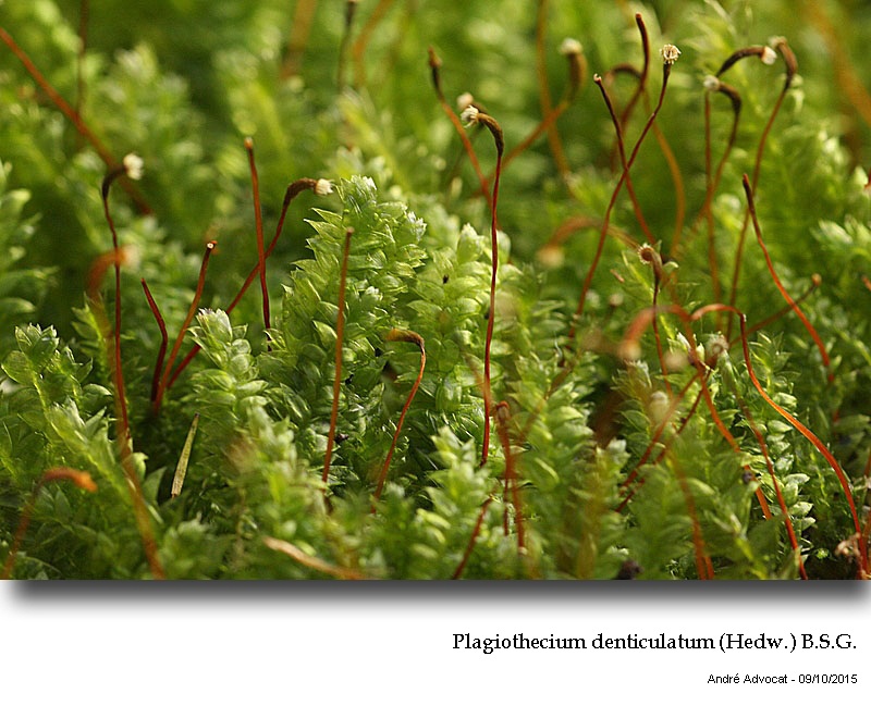 Plagiothecium denticulatum (Hedw.) B.S.G. #42450