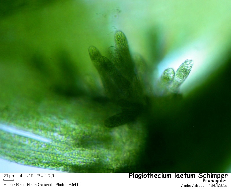 Plagiothecium laetum Schimper #81249