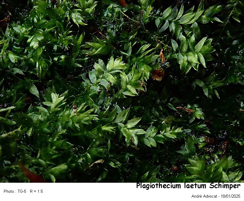 Plagiothecium laetum Schimper #81244