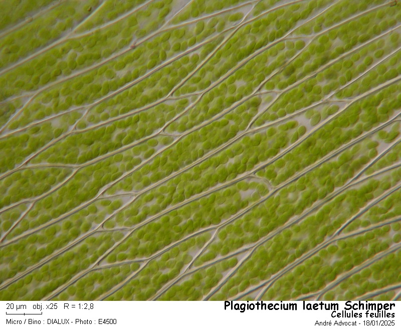 Plagiothecium laetum Schimper #81248