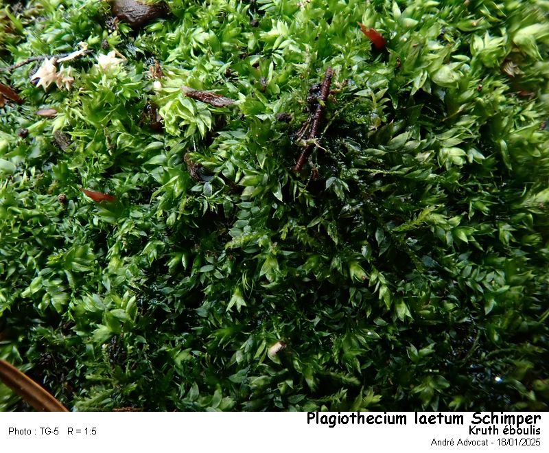 Plagiothecium laetum Schimper #81243