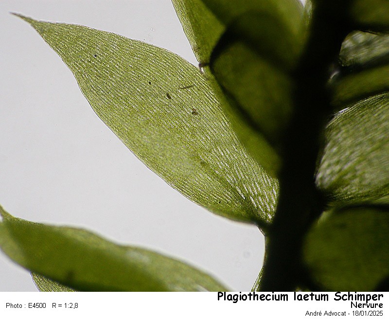 Plagiothecium laetum Schimper #81246