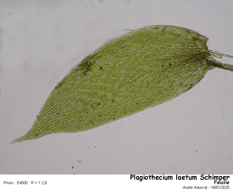 Plagiothecium laetum Schimper #81245