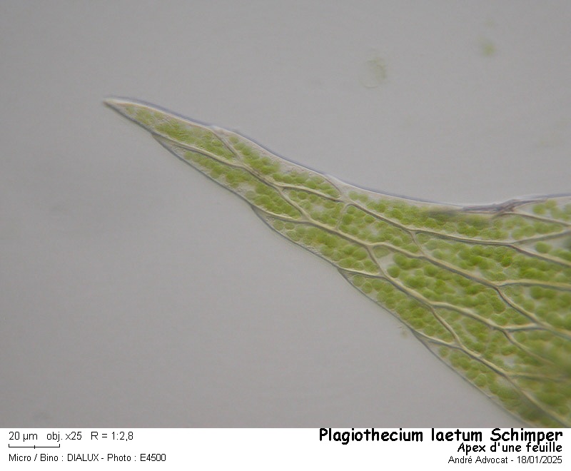 Plagiothecium laetum Schimper #81247