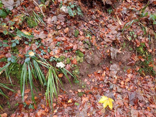 Plagiothecium nemorale (Mitt.) A.Jaeger #61825