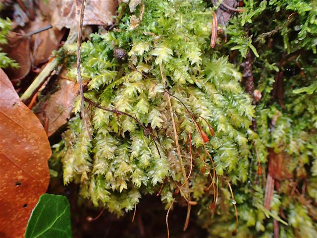 Plagiothecium nemorale (Mitt.) A.Jaeger #61826