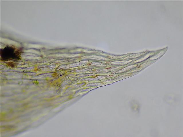 Plagiothecium nemorale (Mitt.) A.Jaeger #61829