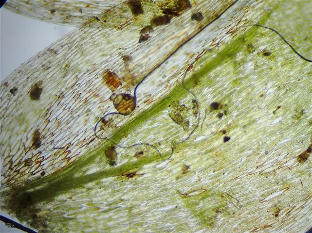 Plagiothecium nemorale (Mitt.) A.Jaeger #61828